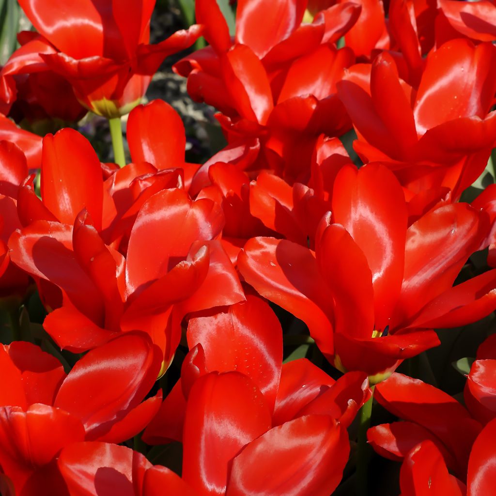 Tulipa Madame Lefeber