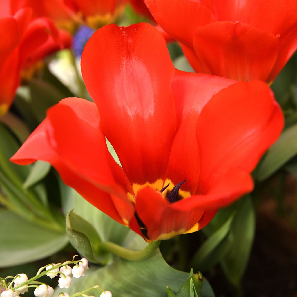 Tulipa Madame Lefeber