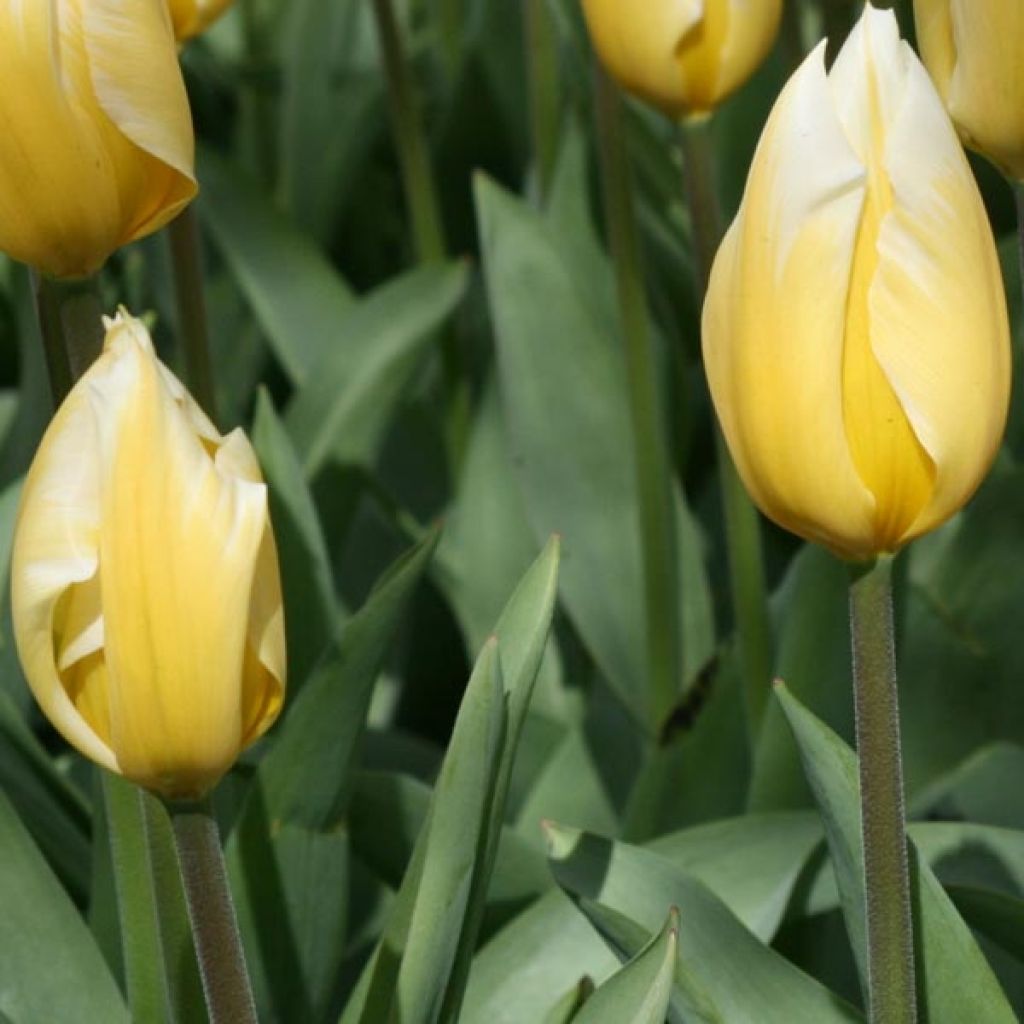 Tulipe Fosteriana Sweetheart