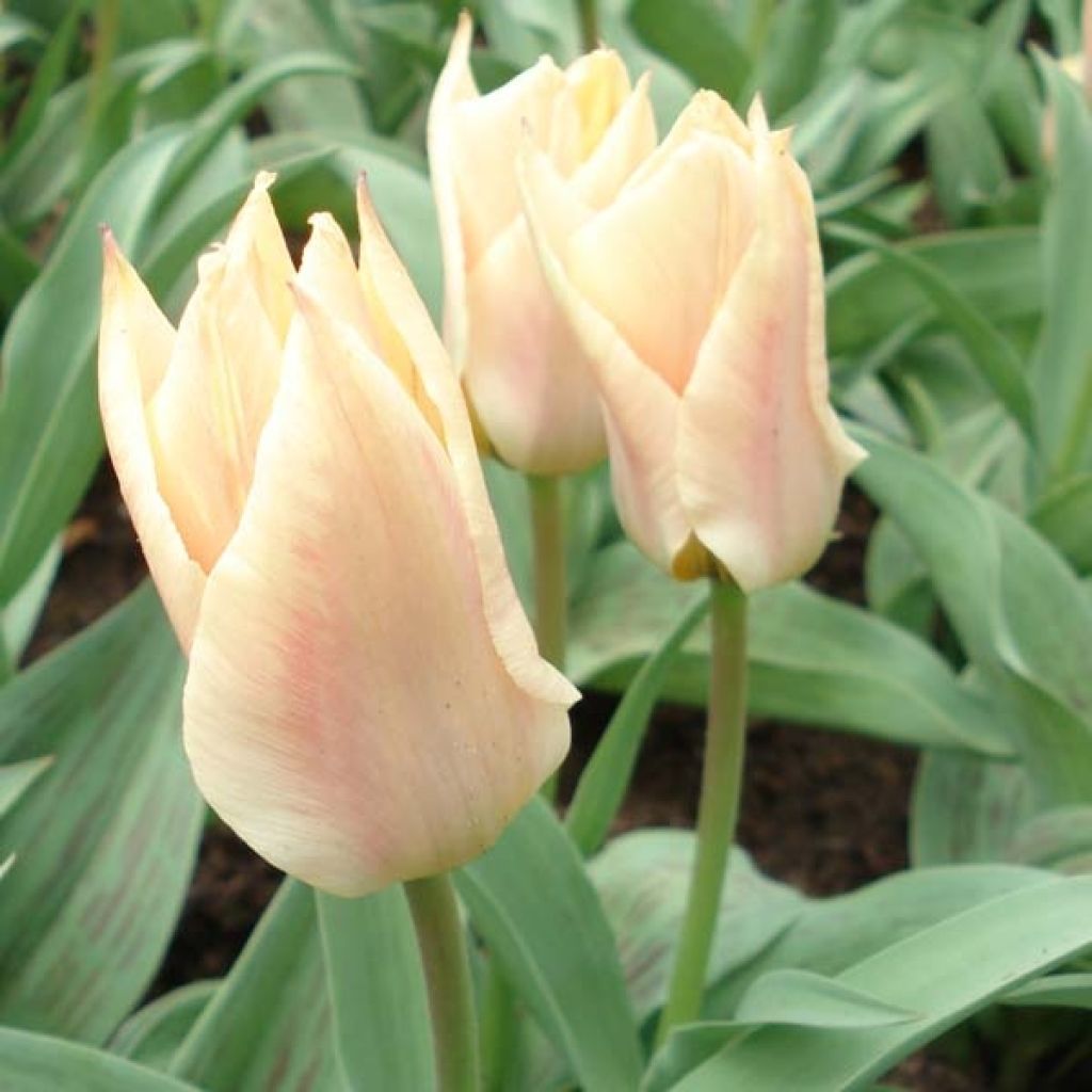 Tulipe Botanique Greigii Pour Elise