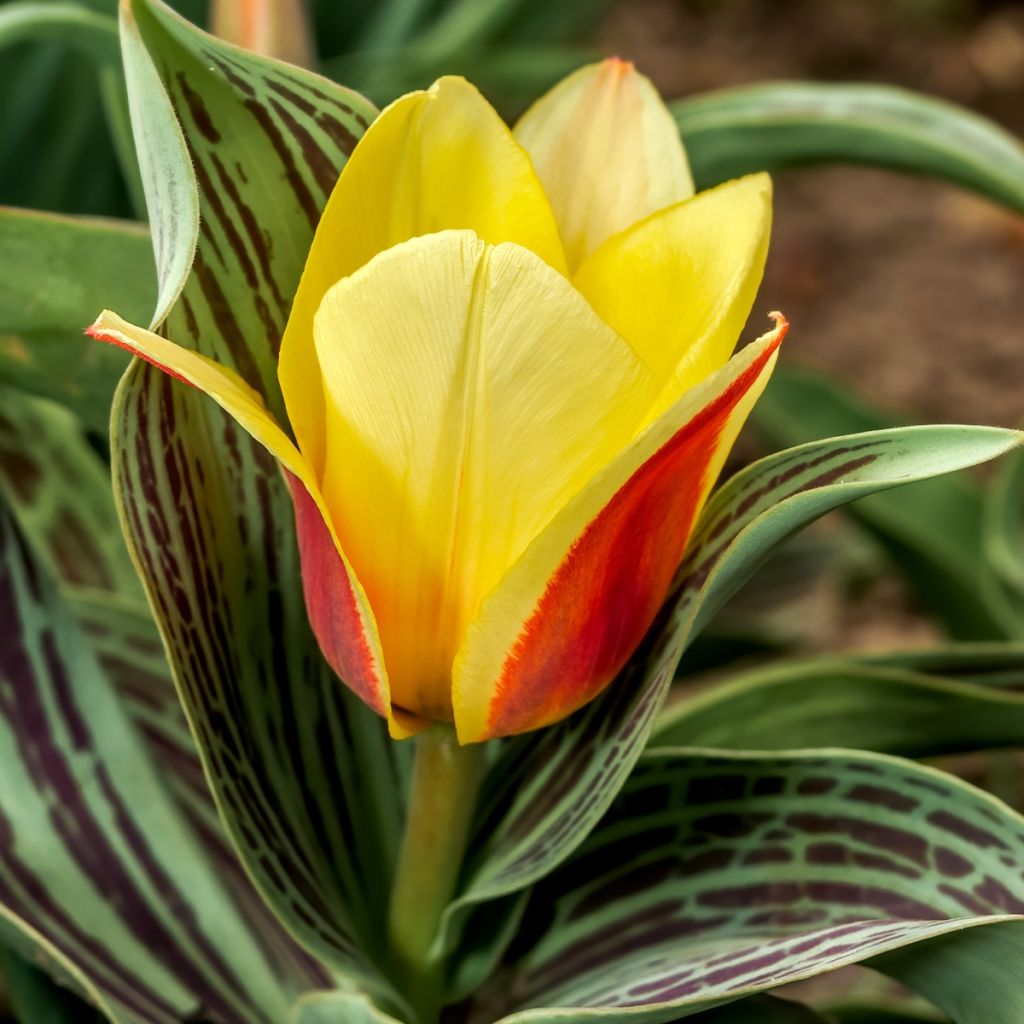 Tulipe naine greigii Mélodie d'amour