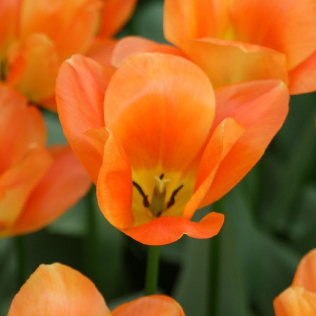 Tulipe Fosteriana Orange Emperor