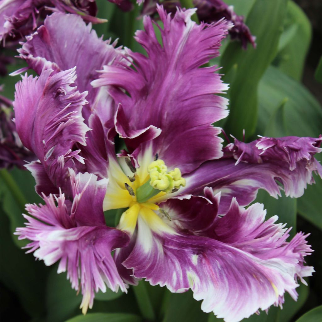 Tulipa Mysterious Parrot - Parrot Tulip