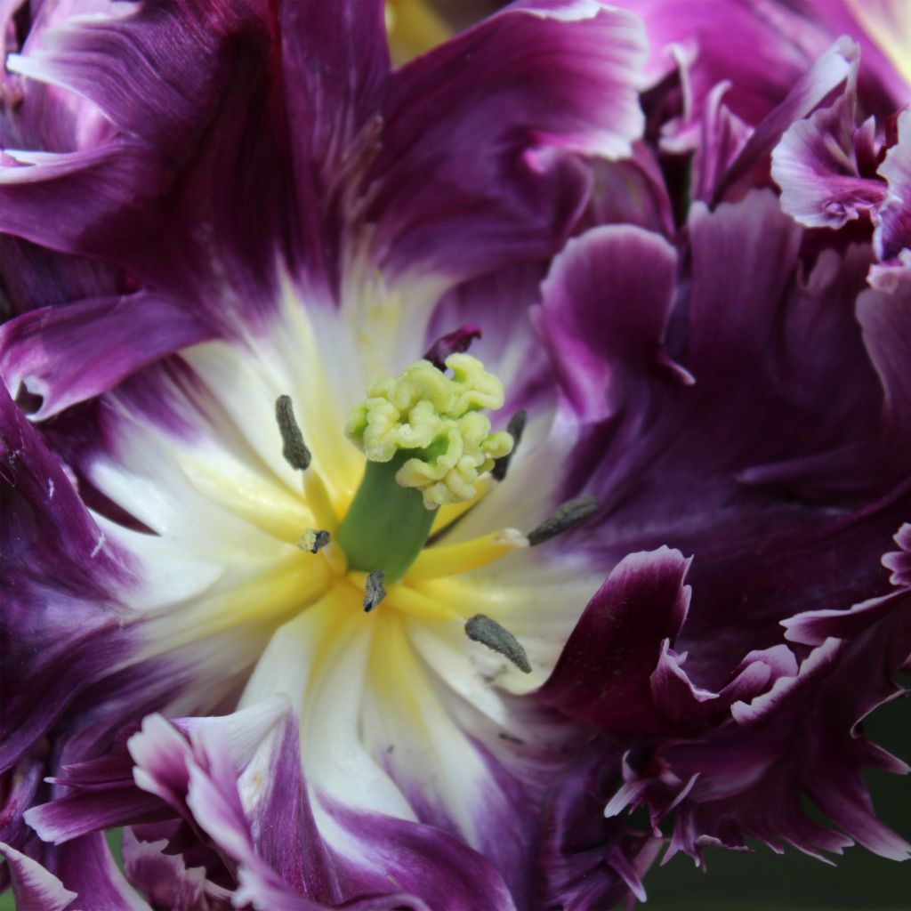 Tulipa Mysterious Parrot - Parrot Tulip