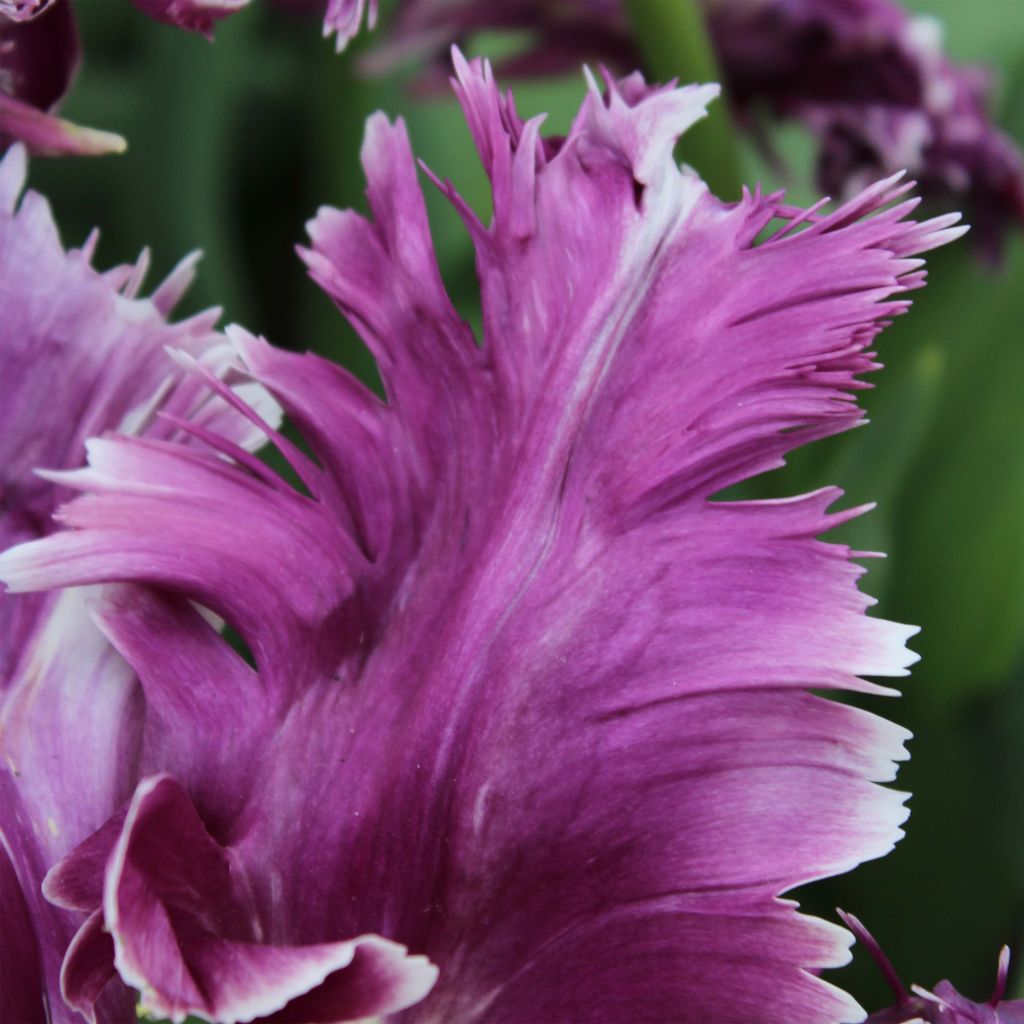 Tulipa Mysterious Parrot - Parrot Tulip