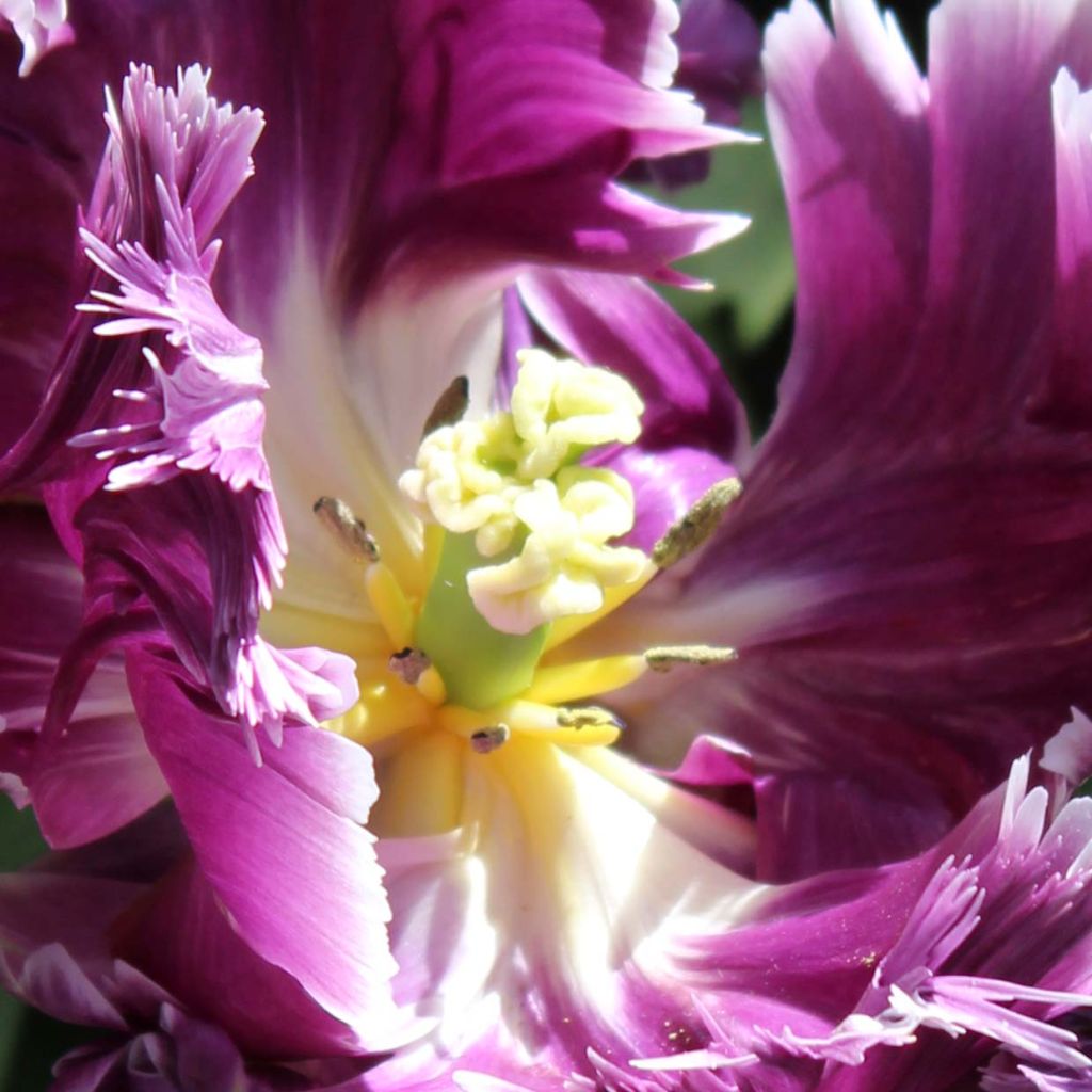 Tulipa Mysterious Parrot - Parrot Tulip