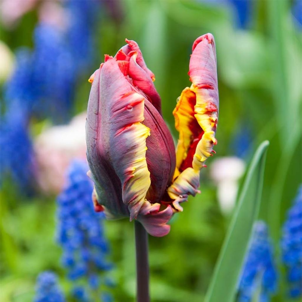 Tulipe perroquet Rasta Parrot