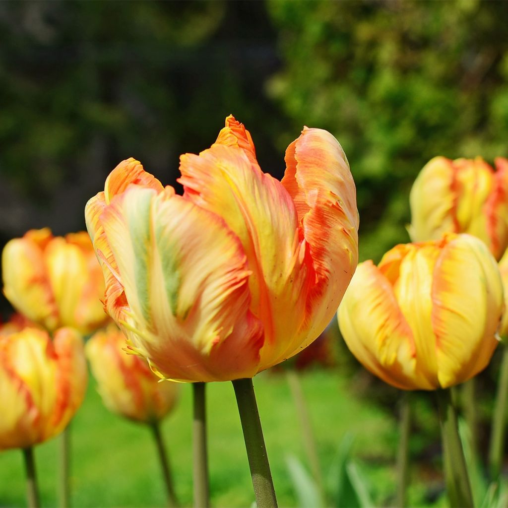 Tulipe Perroquet Comet