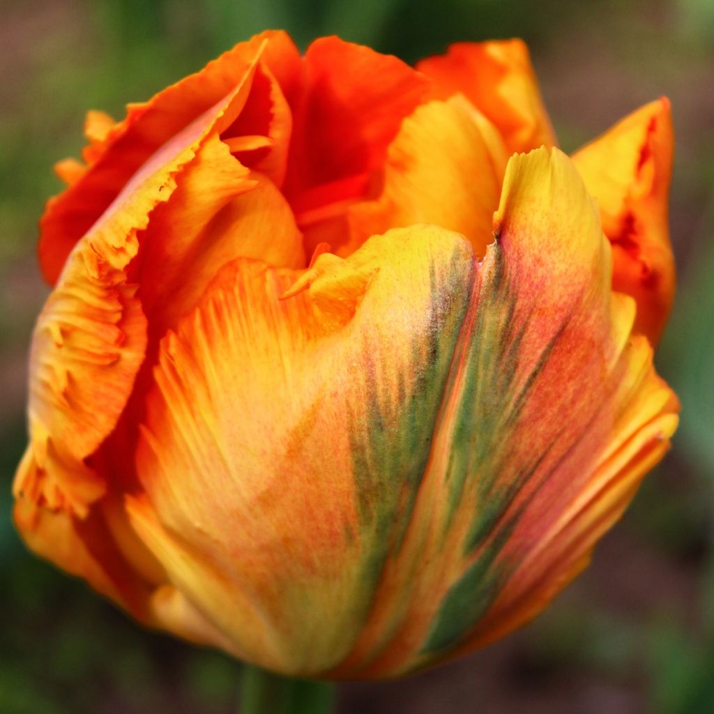 Tulipe Perroquet Comet