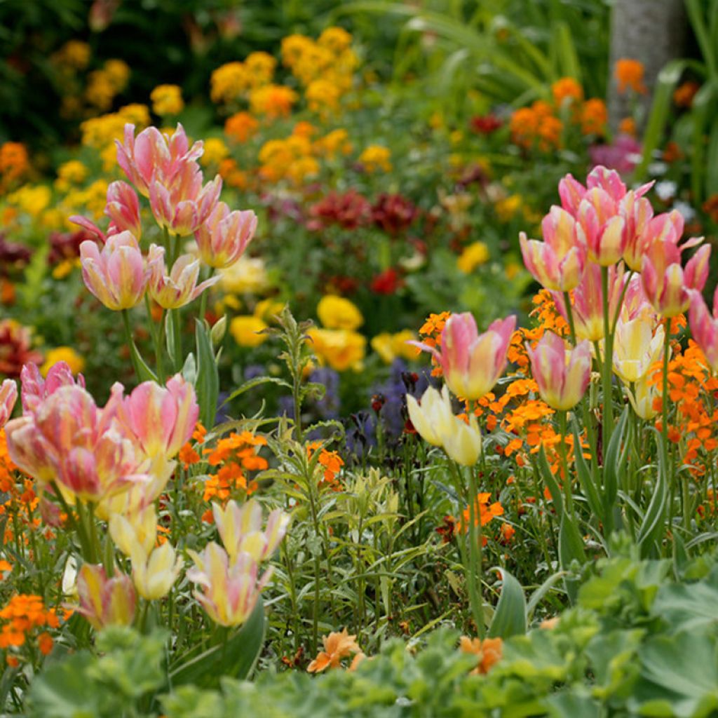 Tulipe pluriflore Antoinette