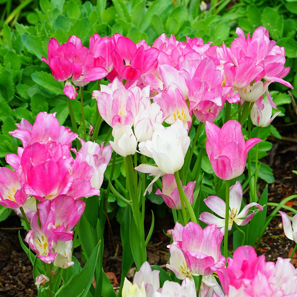 Tulipa 'Candy Club'