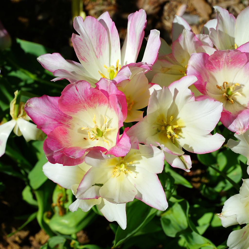 Tulipa 'Candy Club'