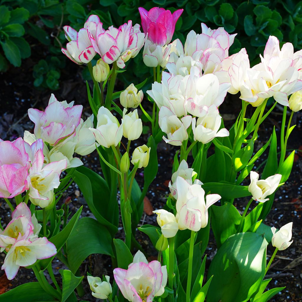 Tulipa 'Candy Club'