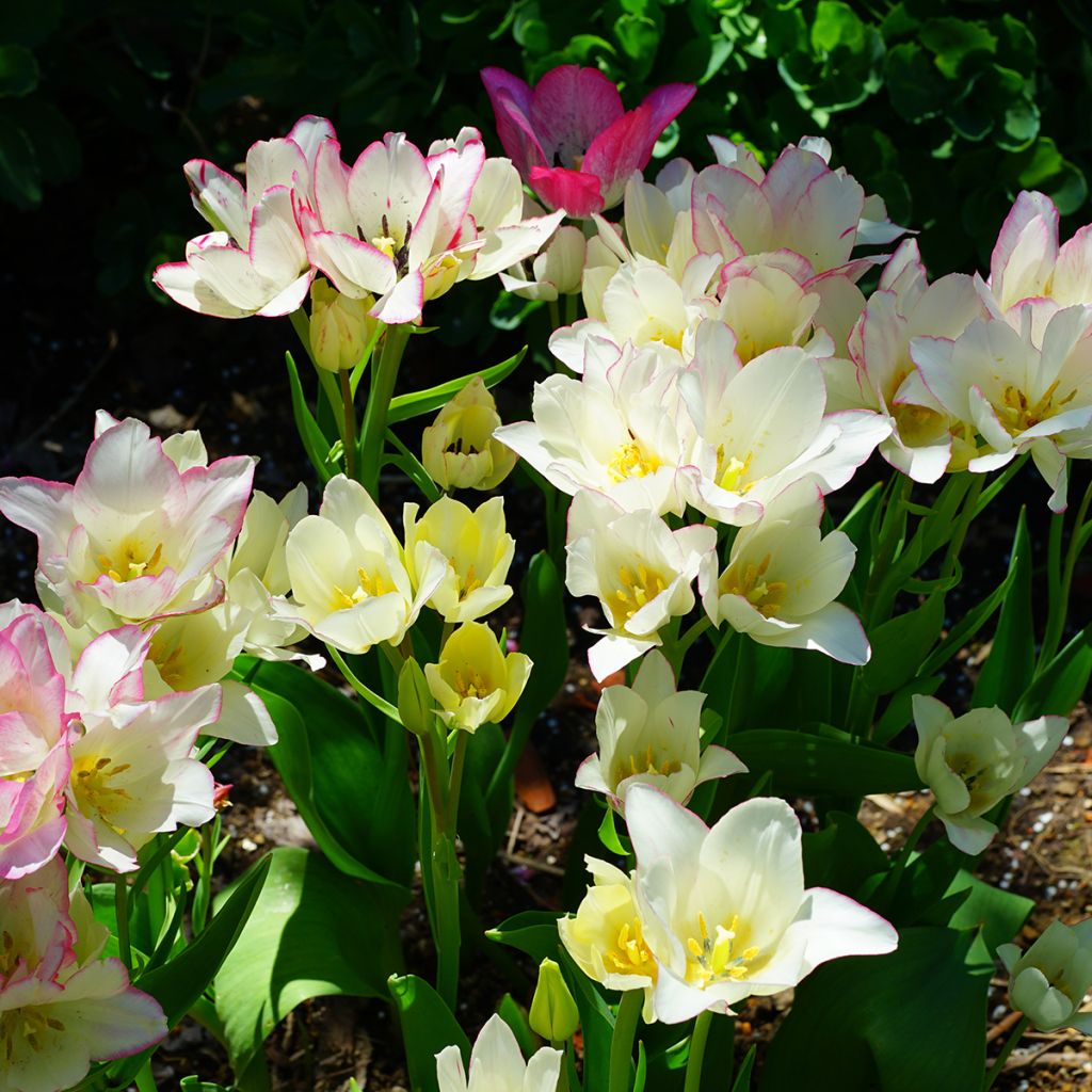 Tulipa 'Candy Club'