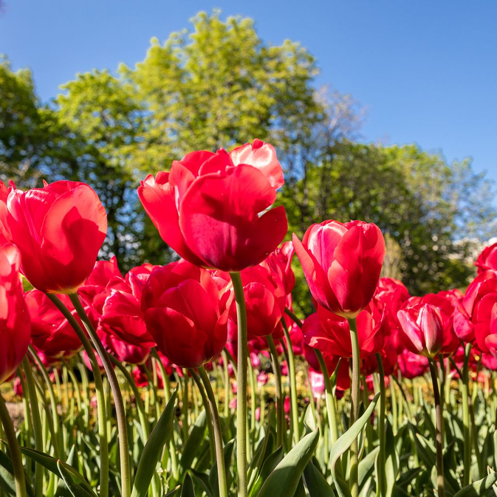 Tulipa Red Georgette - Mutliple flowering Tulip