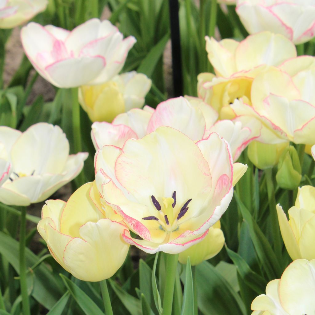 Tulipe pluriflore Rosy bouquet