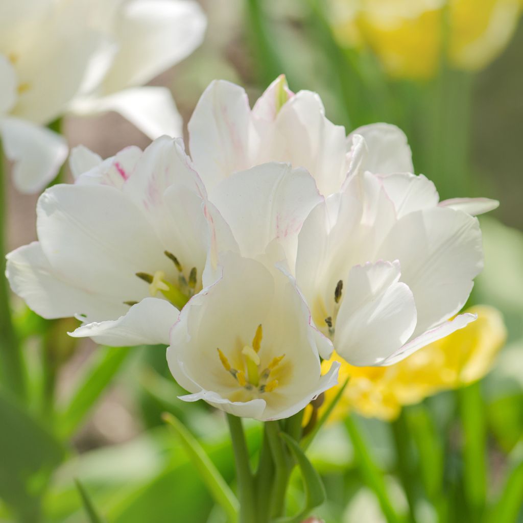 Tulipa Weisse Berliner - Mutliple flowering Tulip
