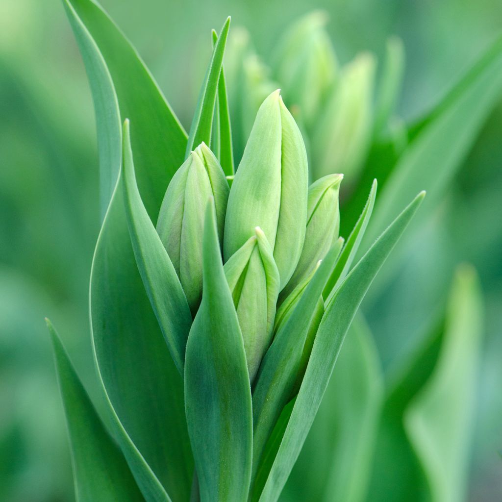 Tulipa Weisse Berliner - Mutliple flowering Tulip