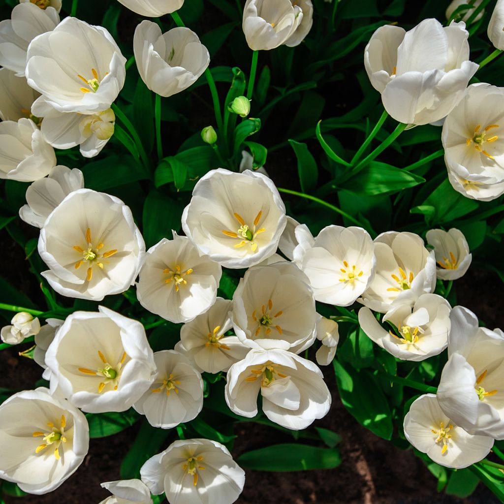 Tulipa Weisse Berliner - Mutliple flowering Tulip