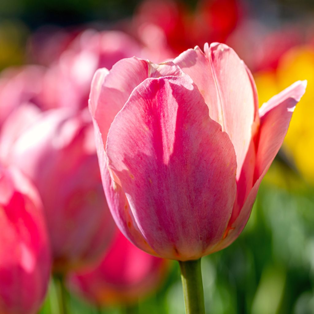 Tulipa 'Preludium'