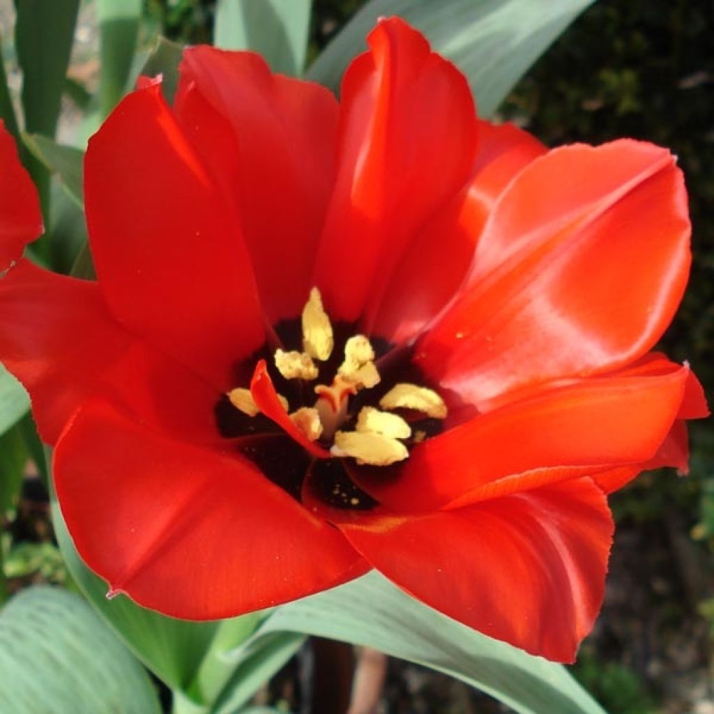 Tulipe Princesse Charmante