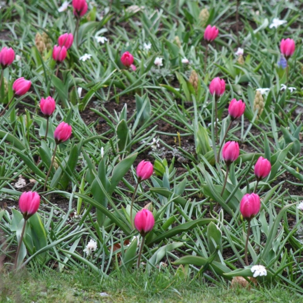 Tulipe Botanique humilis pulchella Violacea