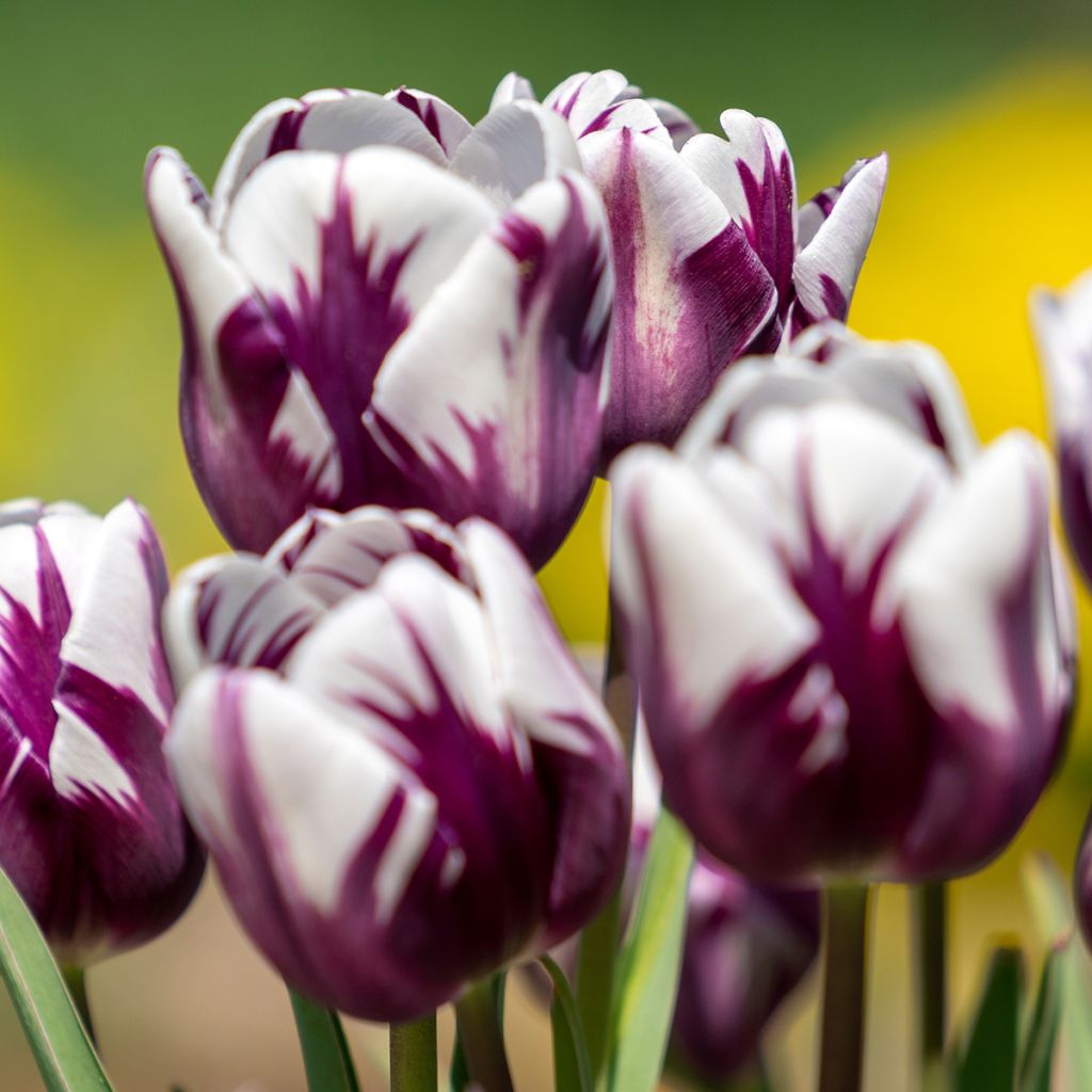 Tulipa Flaming Prince - Early simple Tulip