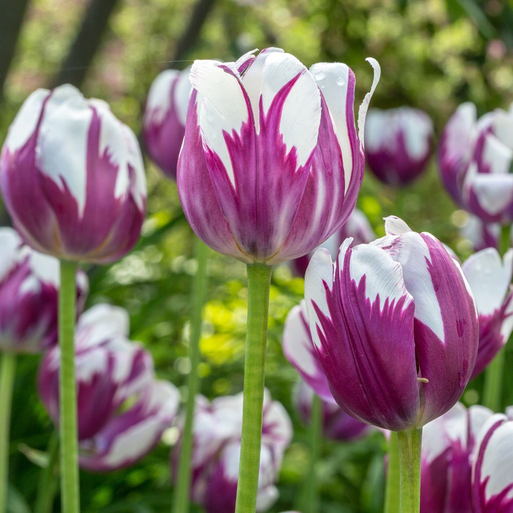 Tulipa Flaming Prince - Early simple Tulip