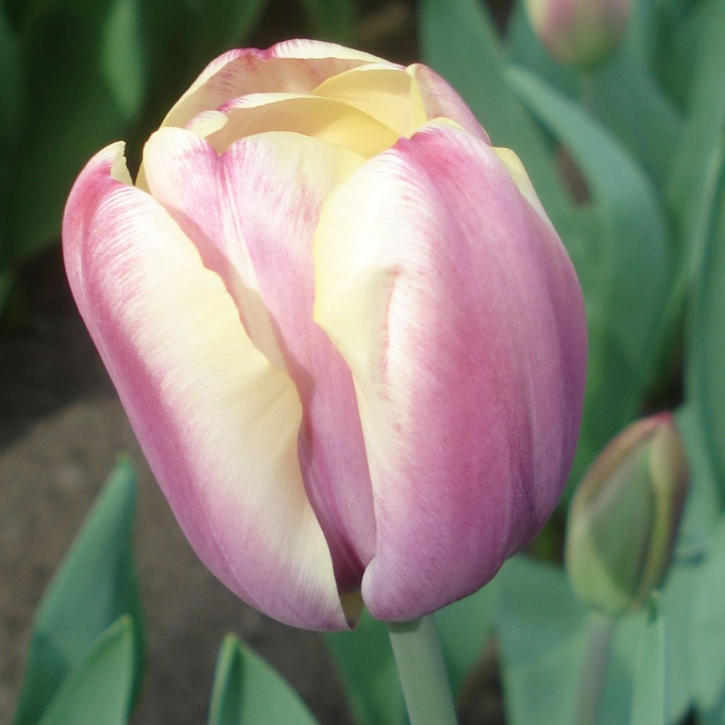 Tulipe simple tardive Atlantis