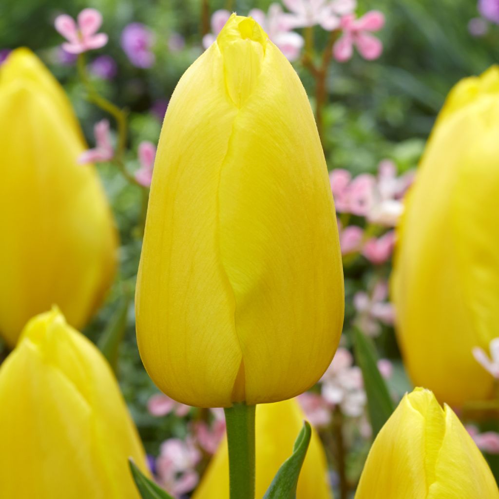 Tulipa Big Smile - Early simple Tulip