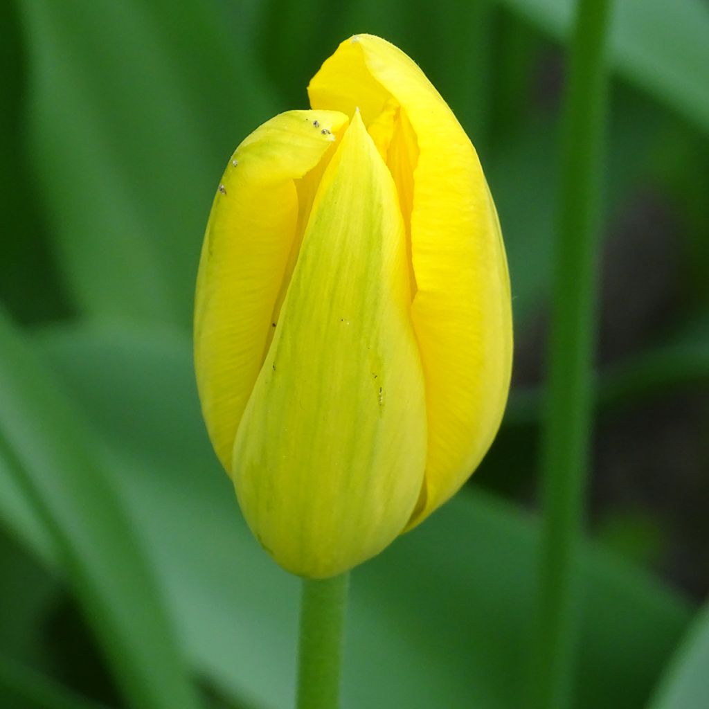 Tulipa Big Smile - Early simple Tulip