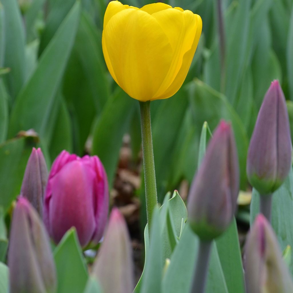 Tulipa Big Smile - Early simple Tulip