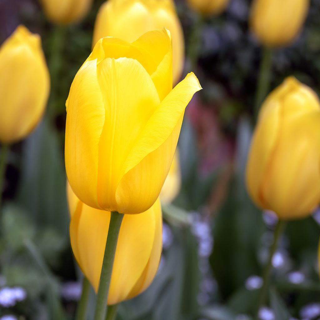 Tulipa Big Smile - Early simple Tulip