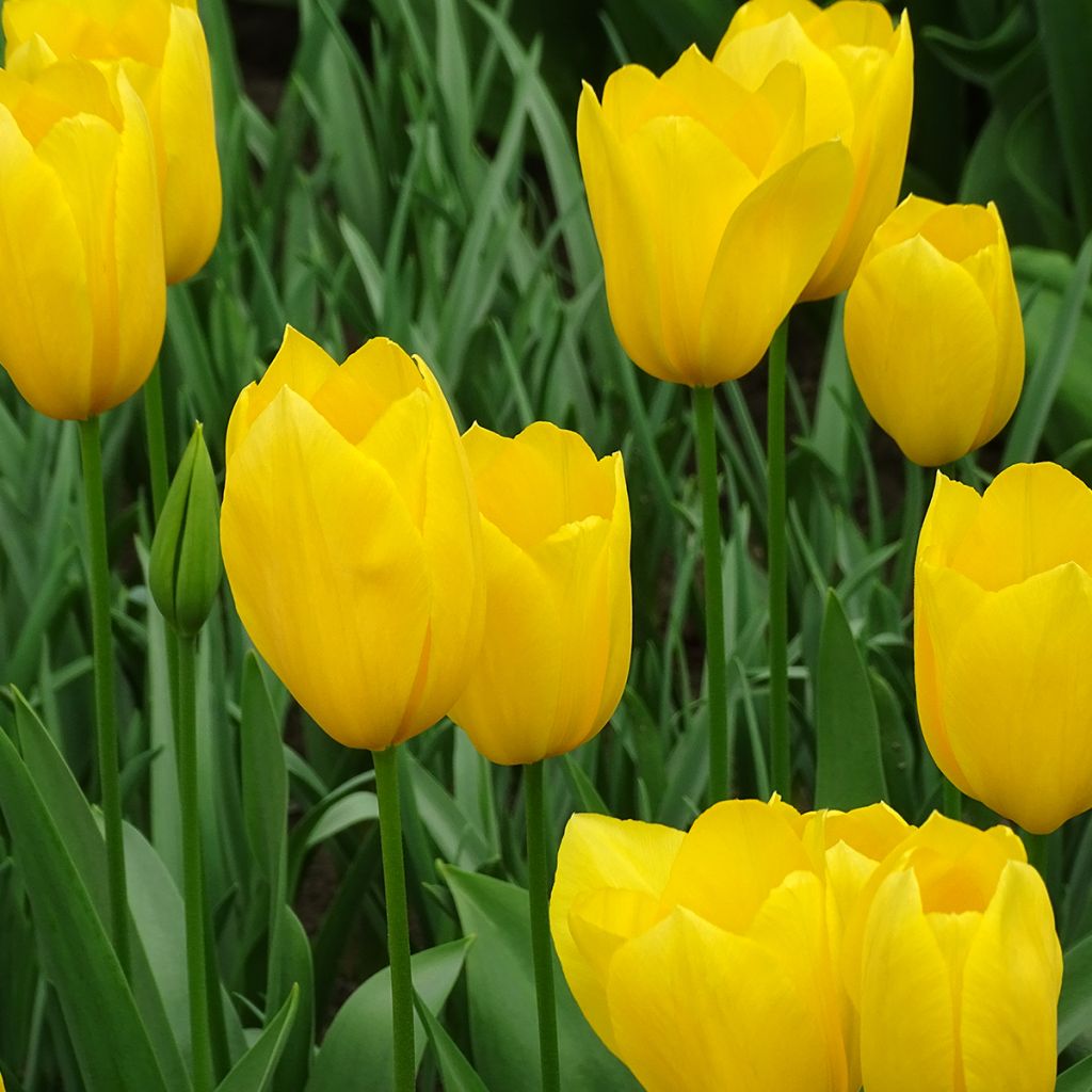 Tulipa Big Smile - Early simple Tulip