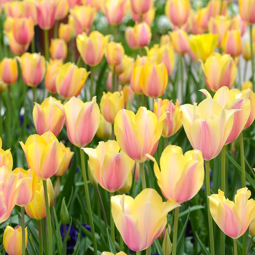 Tulipa Blushing Lady - Early simple Tulip