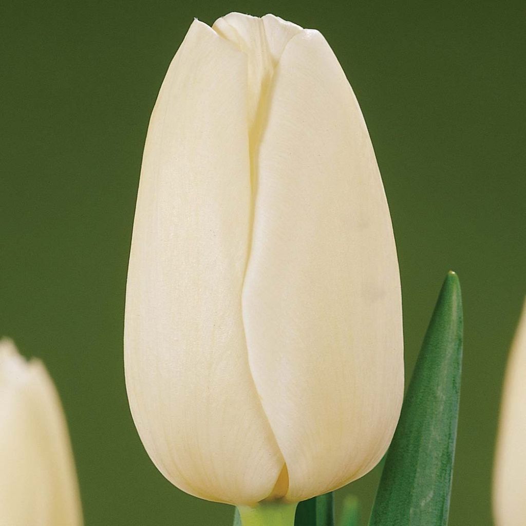 Tulipa Catherina - Early simple Tulip