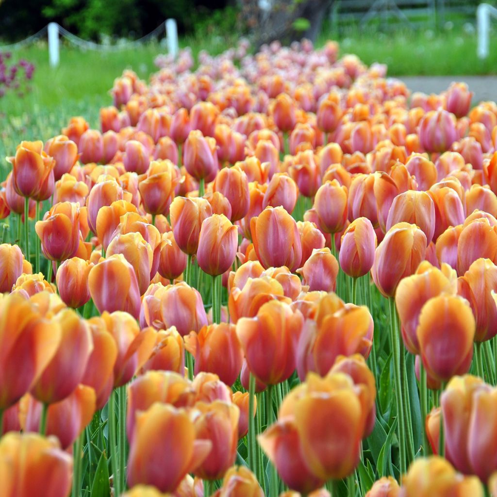 Tulipa Dordogne - Early simple Tulip