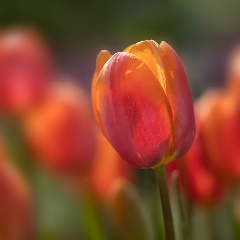 Tulipa Dordogne - Early simple Tulip