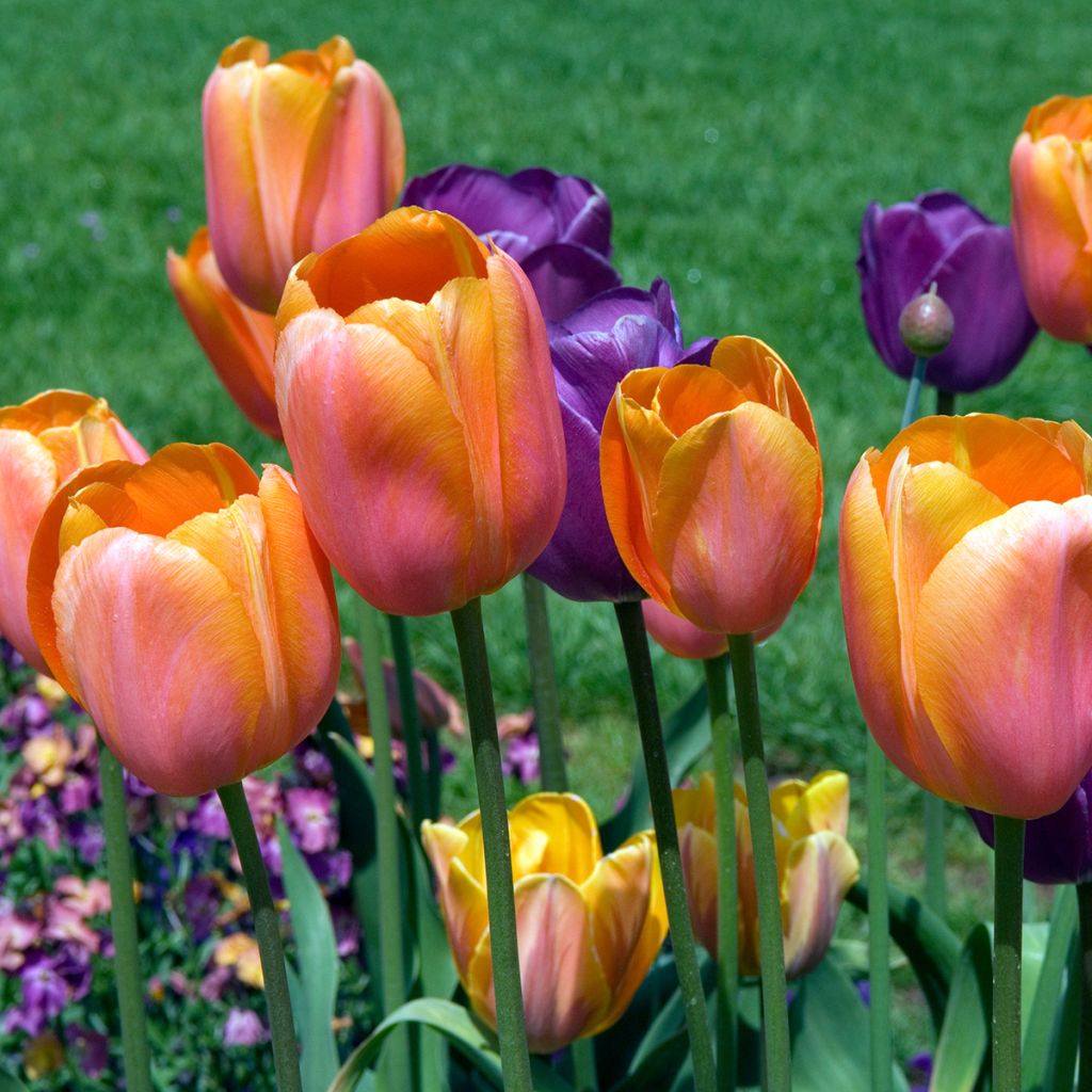 Tulipa Dordogne - Early simple Tulip