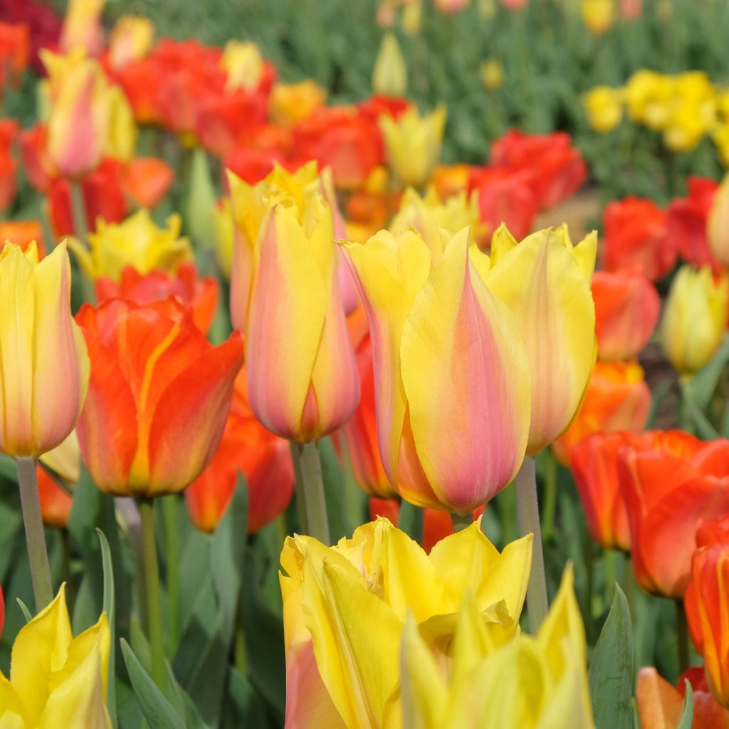 Tulipa El Niño - Early simple Tulip