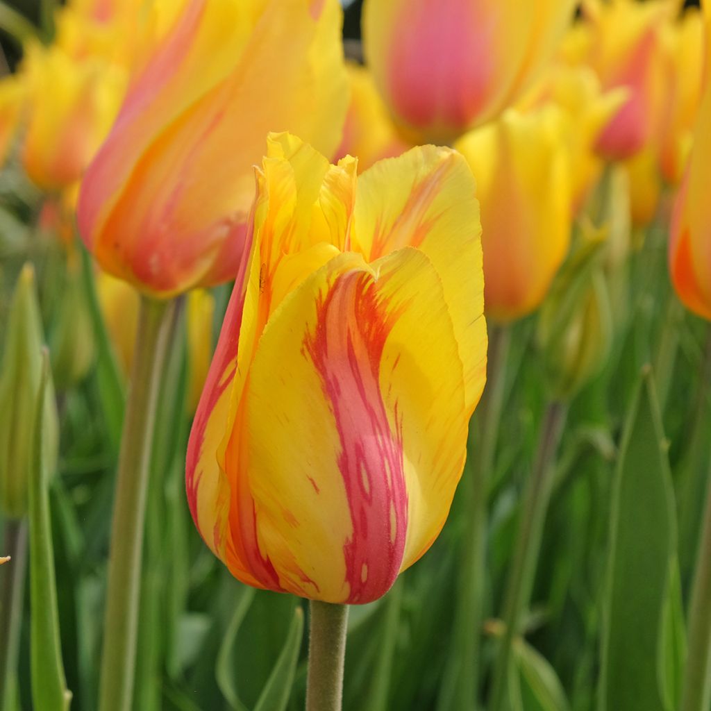 Tulipa El Niño - Early simple Tulip