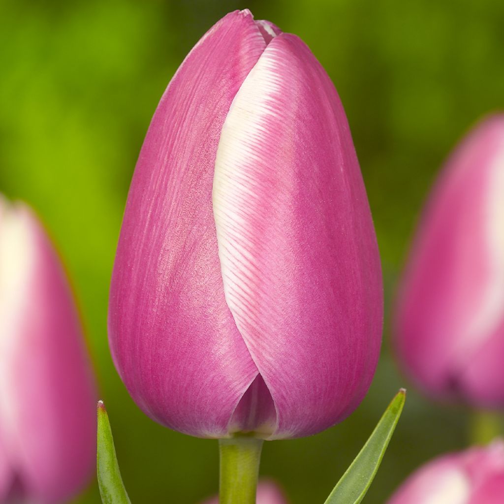 Tulipa Jumbo Beauty - Early simple Tulip