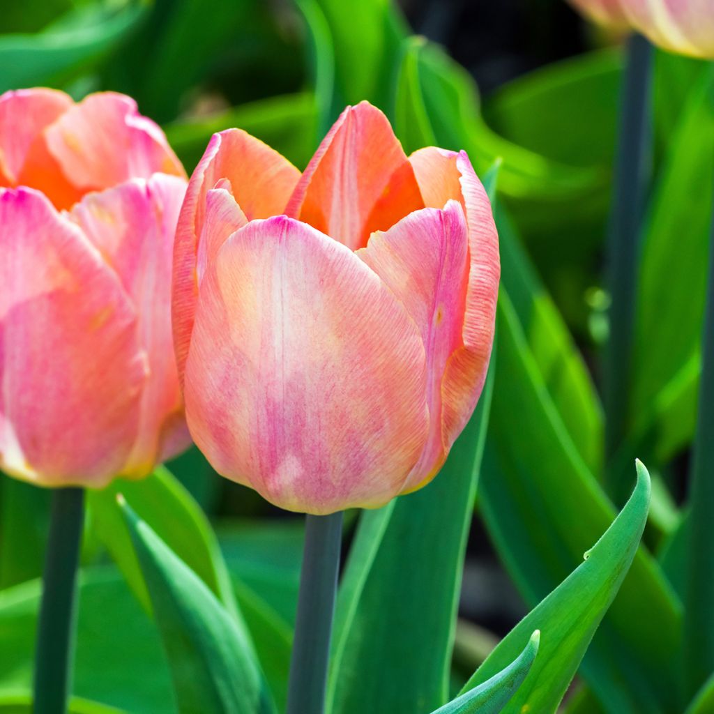 Tulipa Jumbo Beauty - Early simple Tulip