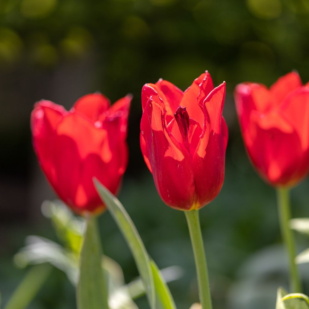 Tulipa Kingsblood - Early simple Tulip