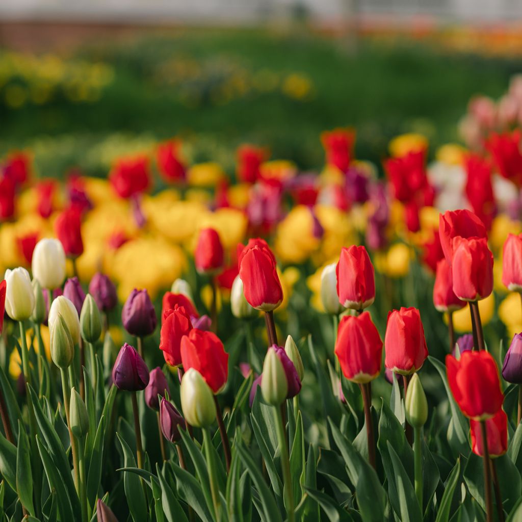 Tulipa Kingsblood - Early simple Tulip