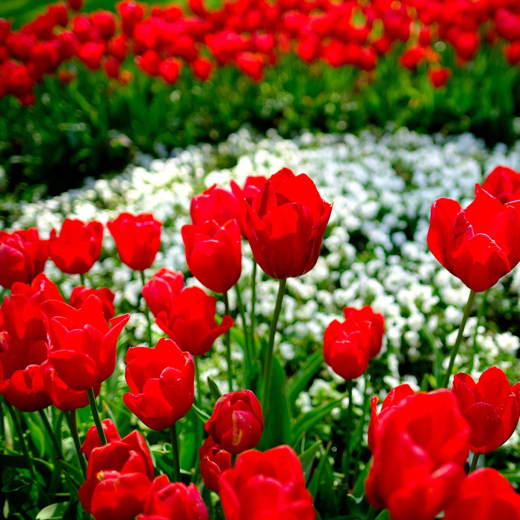 Tulipa Kingsblood - Early simple Tulip