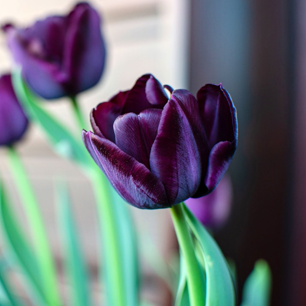 Tulipa Queen of the Night - Early simple Tulip