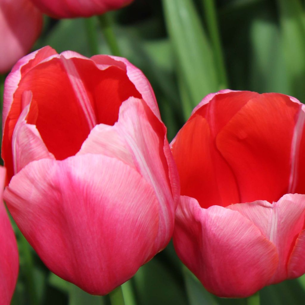 Tulipe simple tardive Renown