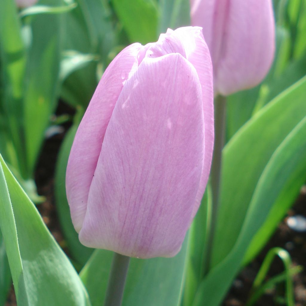 Tulipa Candy Prince