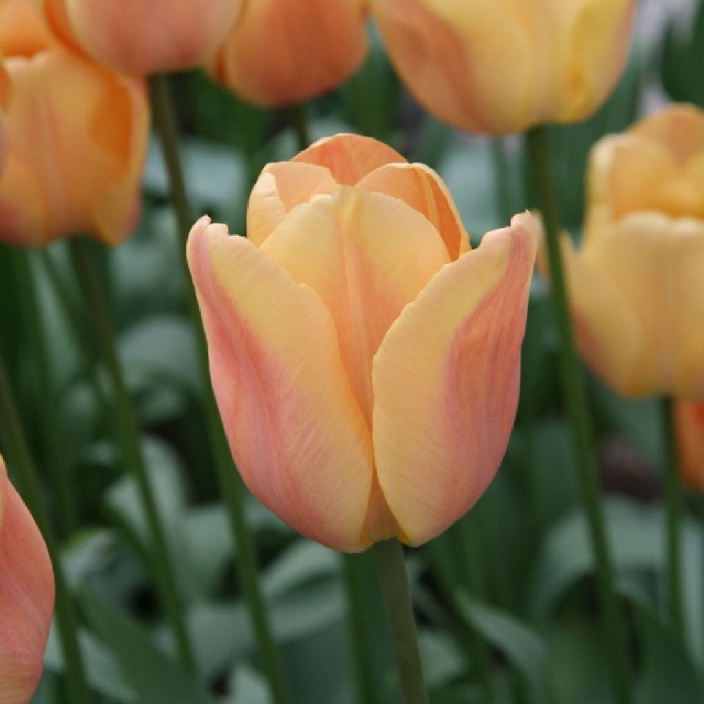 Tulipe triomphe Apricot Foxx